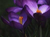 440 - CROCUS - BARTAL BALAZS - hungary <div